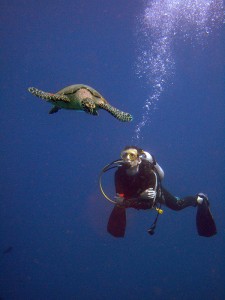 Fun dive turtle