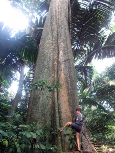 Jungle trek Tioman